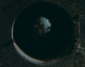 SCARECROW two | GLAMOUR ART | PAUL EBONY