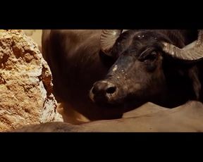 Celebrity Lesbian Video - Livia De Bueno Nathalia Dill Paraísos Artificiais (2012) (Paradise) 