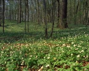 Explicit sex scene Ursula Maria Schaefer & Rita Waldenberg - Girls Without Lovers (1975) Adult video from the movie