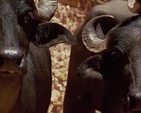 Hot scene Nathalia Dill, Lívia De Bueno Nude - Paraísos Artificiais (BR 2012) 