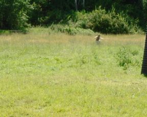 Jodi Balfour, Meisha Lowe, Sara Canning, Rya Lefevre, Sarah Goodwill, Vanessa Walsh, Stephanie Izsak - Eadweard (2015) celebs sexy video