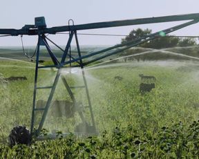 Patrycja Planik - Lillian (2019) Shaved Actress in nude scene