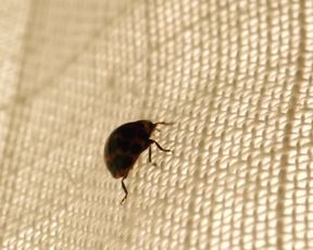 Charlize Theron - The Last Face (2017) Censorship naked video