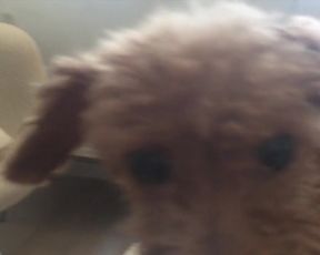 Betsey Brown - Shegetsey Betsey (2015) Naked movie scenes