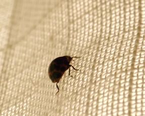 Charlize Theron naked - The Last Face (2017)