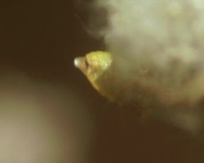 Tilda Swinton - I Am Love (2009)