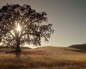Lauren Avery, Dasha Nekrassova Naked actresses in a The Lotus Gun Nude(2015)
