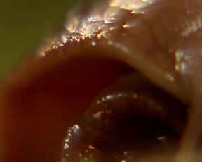 Victoria Diamond, Sylvie Moreau - Cochemare (2013) celebrity bare jugs