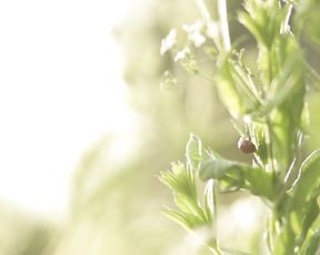 Naked Art Video - Green glade and forest