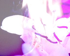 Naked on Stage -  - Art Flame Lily