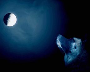 Nude Art Video - Magical Forest