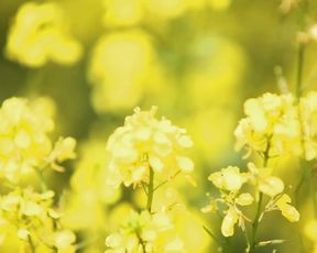 Nude Outdoors - Milking Models