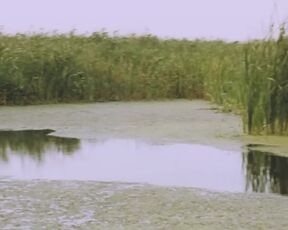 Meda Andreea Victor nude. The Trip - Excursia (2022)