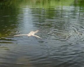 Florence Janas naked - Les Rosiers Grimpants (2016) French Erotic