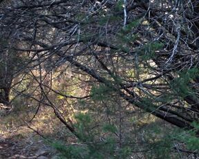 Chick from the Woods Hidden Cam Completely Bare Yoga Loosening