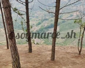 I go alone to an enchanted woods and it makes me want to put my thumbs in