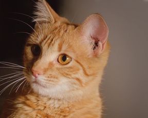 Actress Andrea Noceda nude, Maria Hinojosa nude - Miamor Perdido (2019)