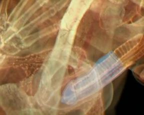 Celebs Audrey Dana, Annelise Hesme nude - Nos amis les Terriens (2007)