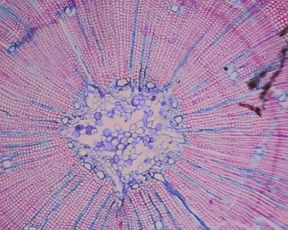 Serenna - Militao Talvez (2017)